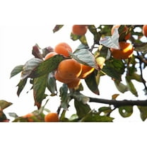 SEEDS = - = 5 Seeds- Mottled persimmon -Tropical Tree seed-RARE -Yellow flowers -Container Plant SEED =Diospyros cordifolia Serendipity Seeds