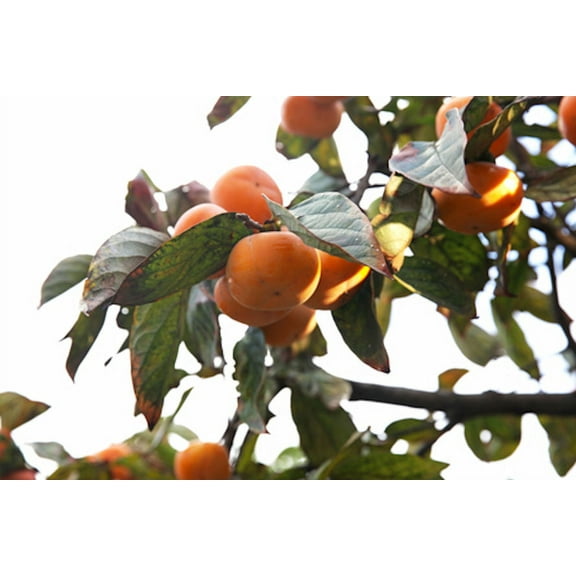 SEEDS = - = 5 Seeds- Mottled persimmon -Tropical Tree seed-RARE -Yellow flowers -Container Plant SEED =Diospyros cordifolia Serendipity Seeds