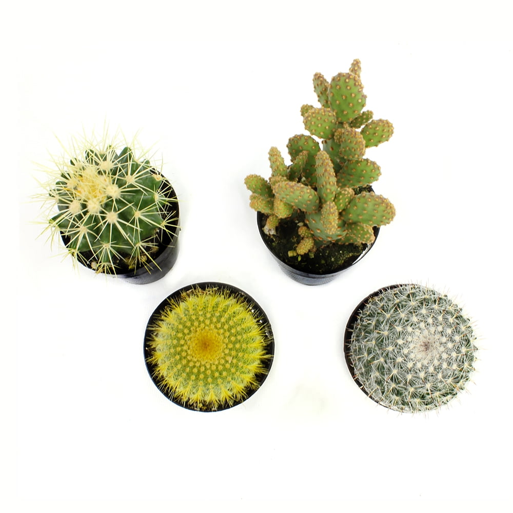 Element by Altman Plants Live Cactus Plants 4-Pack - Succulent Plants, Full Sun - 2.5-Inch Pots