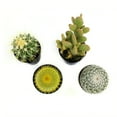 thumbnail image 6 of Element by Altman Plants Live Cactus Plants 4-Pack - Succulent Plants, Full Sun - 2.5-Inch Pots, 6 of 8