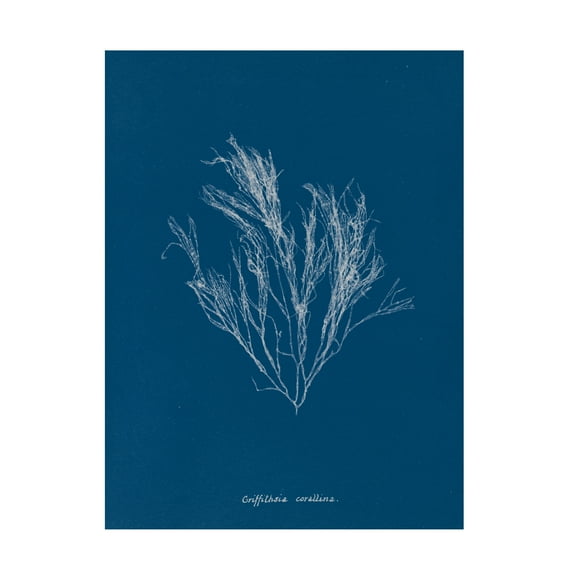 Trademark Fine Art 'Delicate Coral III' Canvas Art by Wild Apple Portfolio