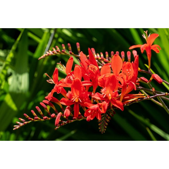 10 RED LUCIFER CROCOSMIA Crocosmia Masoniorum Flower Seeds