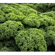 Lacinato Kale Seeds - Brassica oleracea var. palmifolia -128K seeds, 1 LB - B291