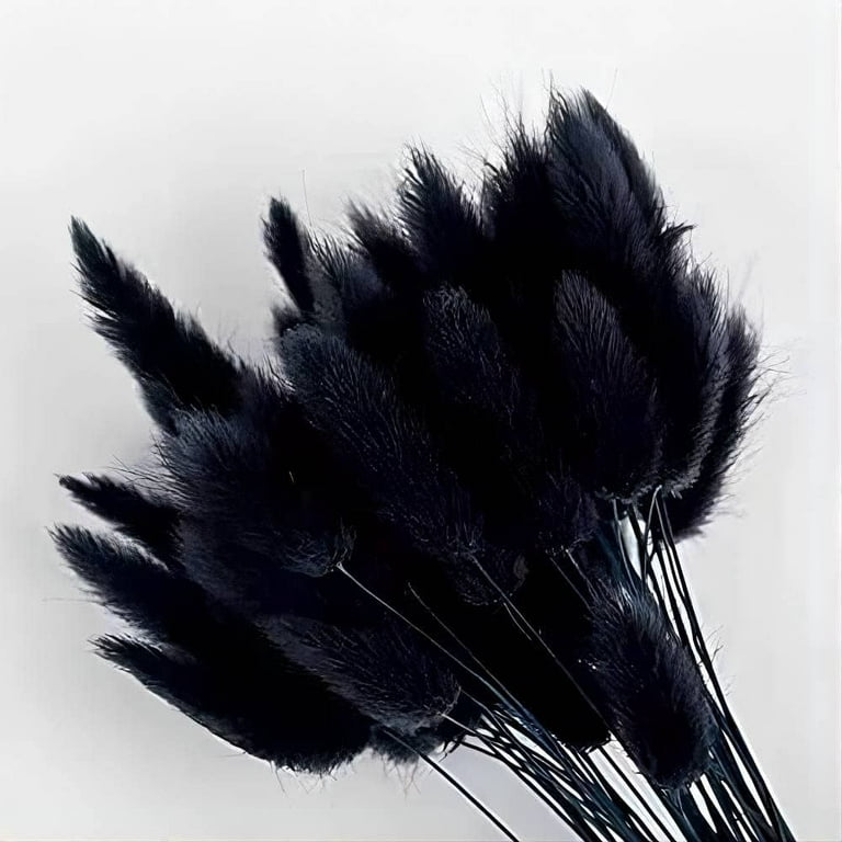 5 Pieces - 18-20 Dyed Black Preserved Dried Plume Pampas Reed Grass | Moonlight Feather