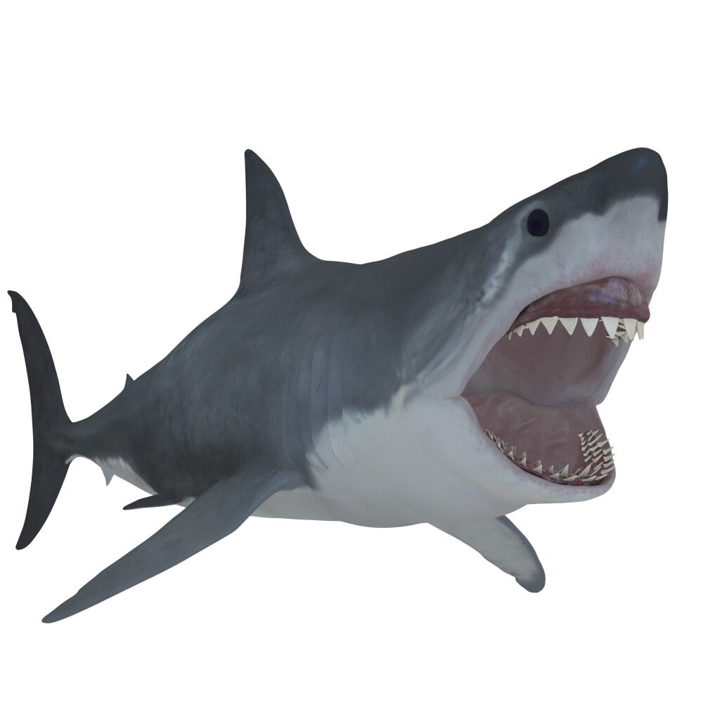 The Great White Shark is the largest predatory fish in the sea and can