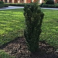 3-gal-sky-pencil-japanese-holly-non-flowering-shrub-walmart
