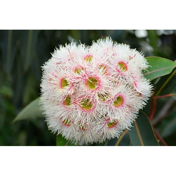 Tropical SEEDS =  Red River Gum-- fragrant foliage- red bark -drought tolerant - zones 9  = Eucalyptus camaldulensis
