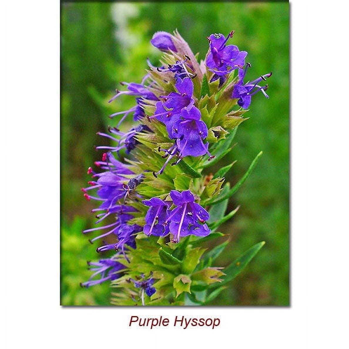 Hyssop Essential Oil 15 ml (1/2 fl oz) - 100% Pure and Natural by Silky Scents
