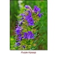 thumbnail image 2 of Hyssop Essential Oil 15 ml (1/2 fl oz) - 100% Pure and Natural by Silky Scents, 2 of 5
