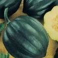 thumbnail image 1 of 50 Table Queen ACORN SQUASH Winter Cucurbita Pepo Vegetable Seeds, 1 of 5