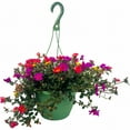 thumbnail image 4 of Expert Gardener 1.5G Purslane Mixed Colors Live Plant Hanging Basket Full Sun, 4 of 18