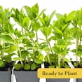 thumbnail image 5 of 4 Spearmint Plants (Mentha spicata) | Fragrant, Fast-Growing Culinary Herb | Perennial & Hardy for Garden or Containers | Perfect for Tea, Cocktails & Cooking | Live Plants, 5 of 8