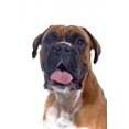 thumbnail image 2 of Head Shot Boxer Wall Mural by Wallmonkeys Peel and Stick Graphic (48 in H x 35 in W) WM291251, 2 of 4