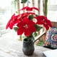 thumbnail image 3 of Naiovety Flor de Pascua artificial Flores rojas grandes Cabeza Ramo Flor de Pascua roja Arbustos Ramos Adornos para árboles de Navidad Flores artificiales rojo 7 tenedores, 3 of 6