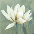 thumbnail image 2 of Robinson, Carol 15x15 Black Ornate Wood Framed with Double Matting Museum Art Print Titled - Waterlily I, 2 of 4