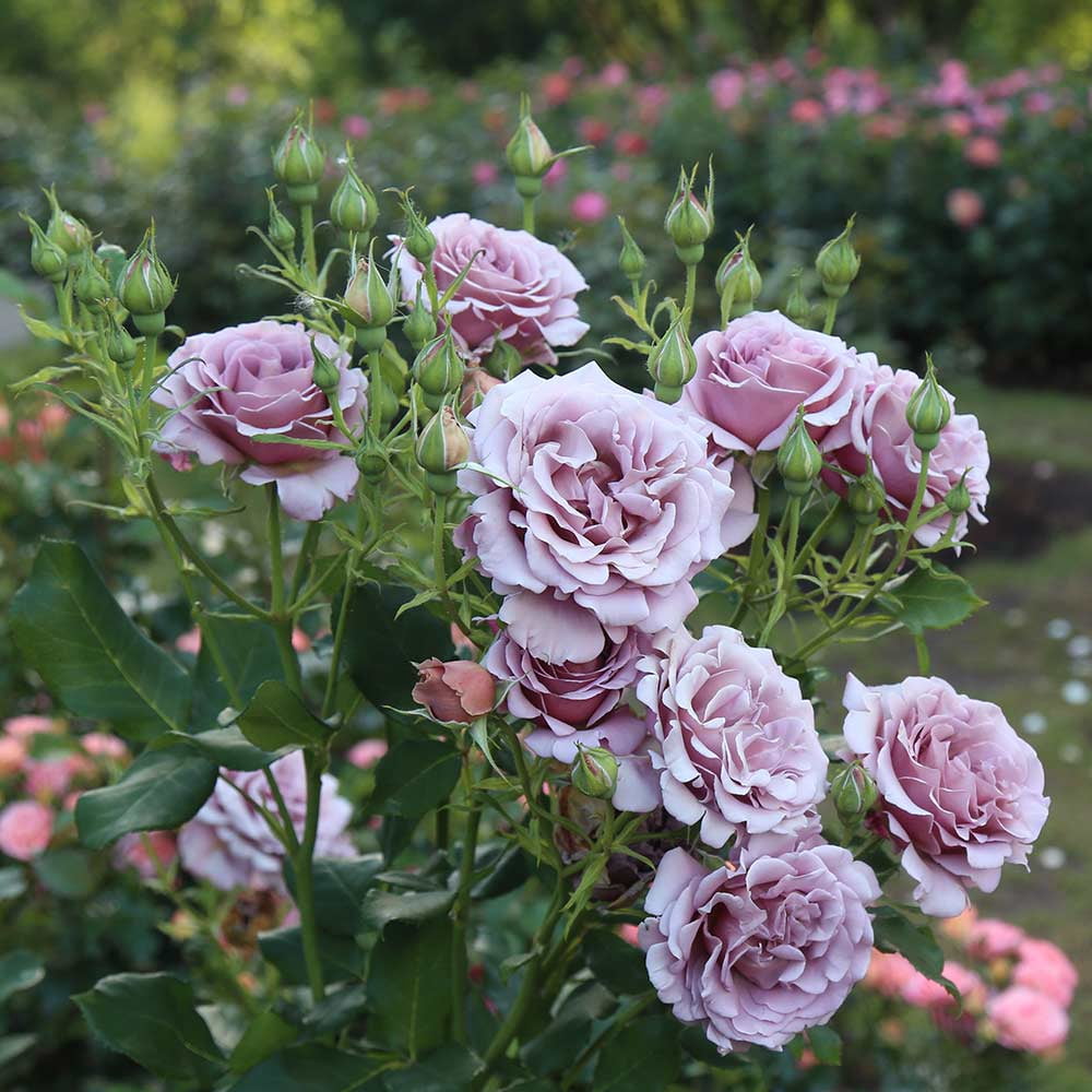 Heirloom Roses Rose Bush - The Koko Loko Floribunda Plant , Live Plants For Outdoors , Own Root Rose Bushes For Planting , One Gallon Potted Outdoor Flower Plants