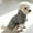 C, variante sur Fournitures pour Animaux Manteau Chaud à Quatre Jambes pour Petits Moyens et Grands Vents Veste Chaude Confort Hiver et Utilisation Intérieure Extérieure