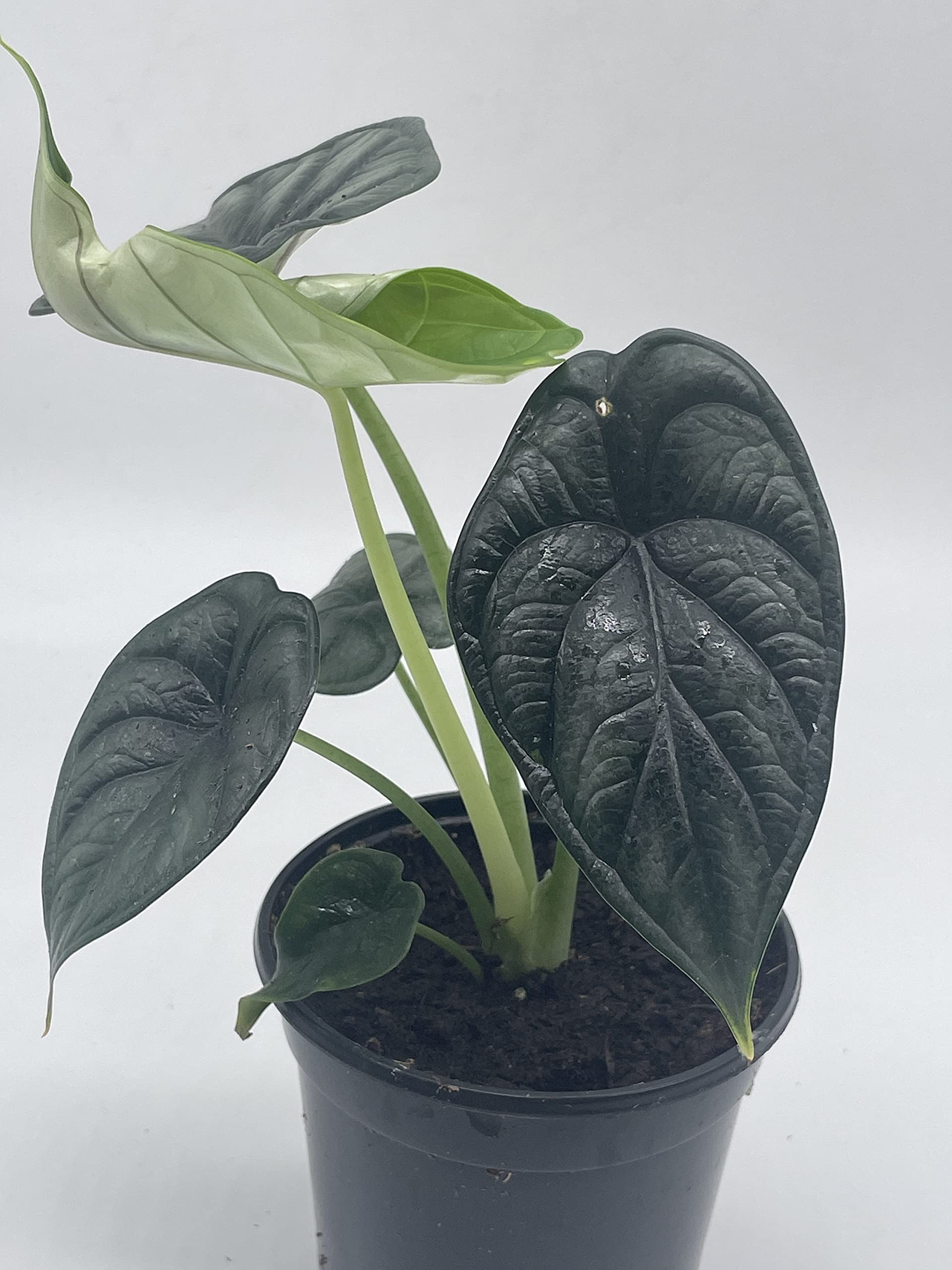 Florida House Plants Alocasia 4