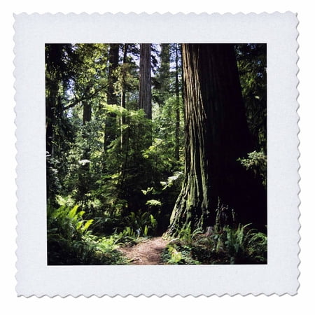 3dRose, Redwood forest in Northern California - US05 DFR0200 - David R. Frazier, 10x10 inch quilt square