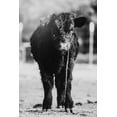 thumbnail image 2 of Diener, Dakota 23x32 Gold Ornate Wood Framed with Double Matting Museum Art Print Titled - Single Cow, 2 of 4