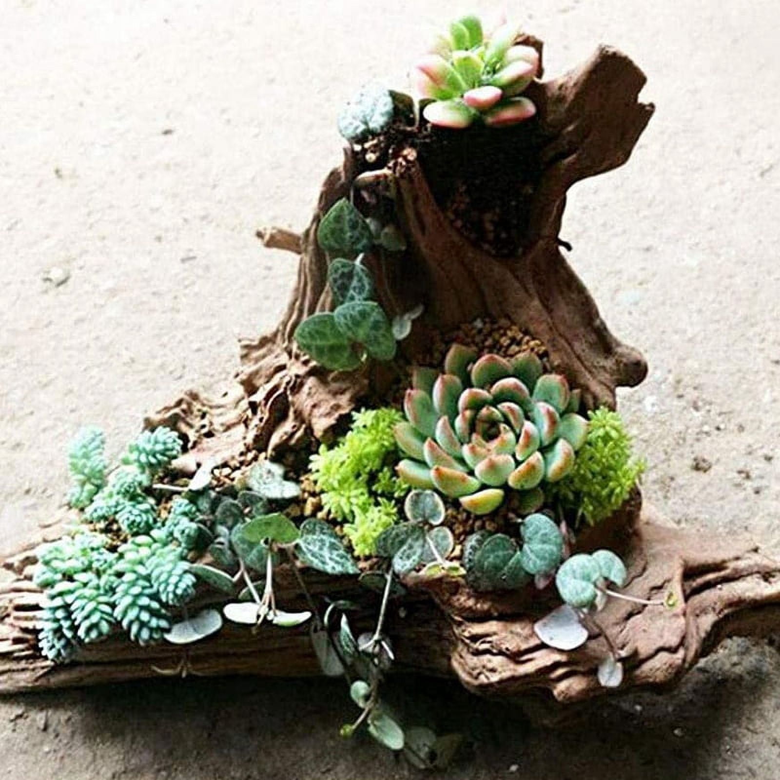 Large Natural Driftwood Branches Reptiles Aquarium Fish Tank Decoration Fish Tank Cave Hideout Wood Decor Driftwood