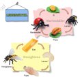thumbnail image 4 of Juguete de ciclo de vida, 8 piezas de plástico, modelo de ciclo de vida de abeja, mariquita, ciclo de vida de animal, modelo de ciclo de crecimiento de vida para niños, proyecto científico, 4 of 7