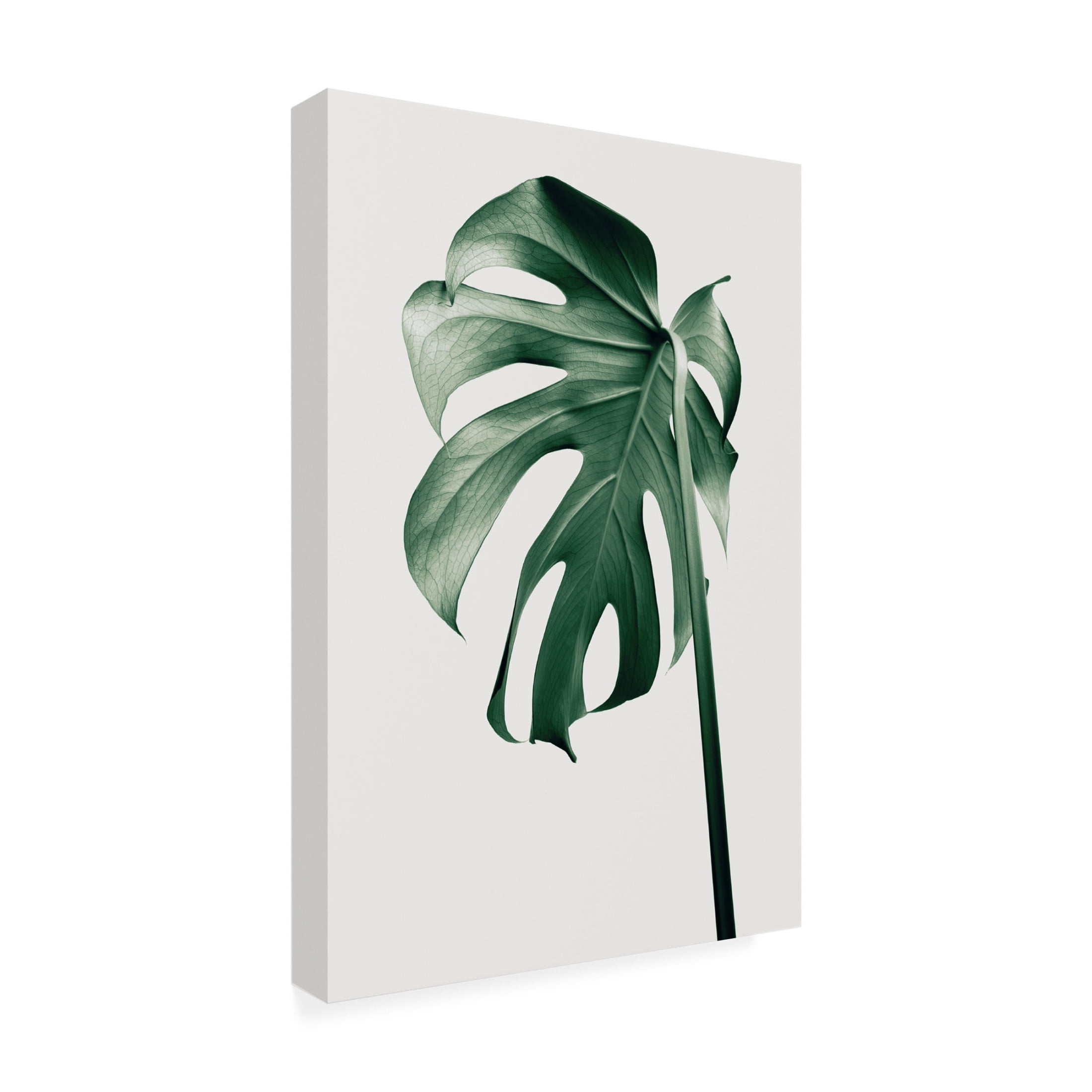 Canvas Wall Art - Pictufy Studio III 'Monstera Natural 44' Wall Art for Living Room, Bedroom, or Office Décor by Trademark Fine Art - 30 x 47 Inches