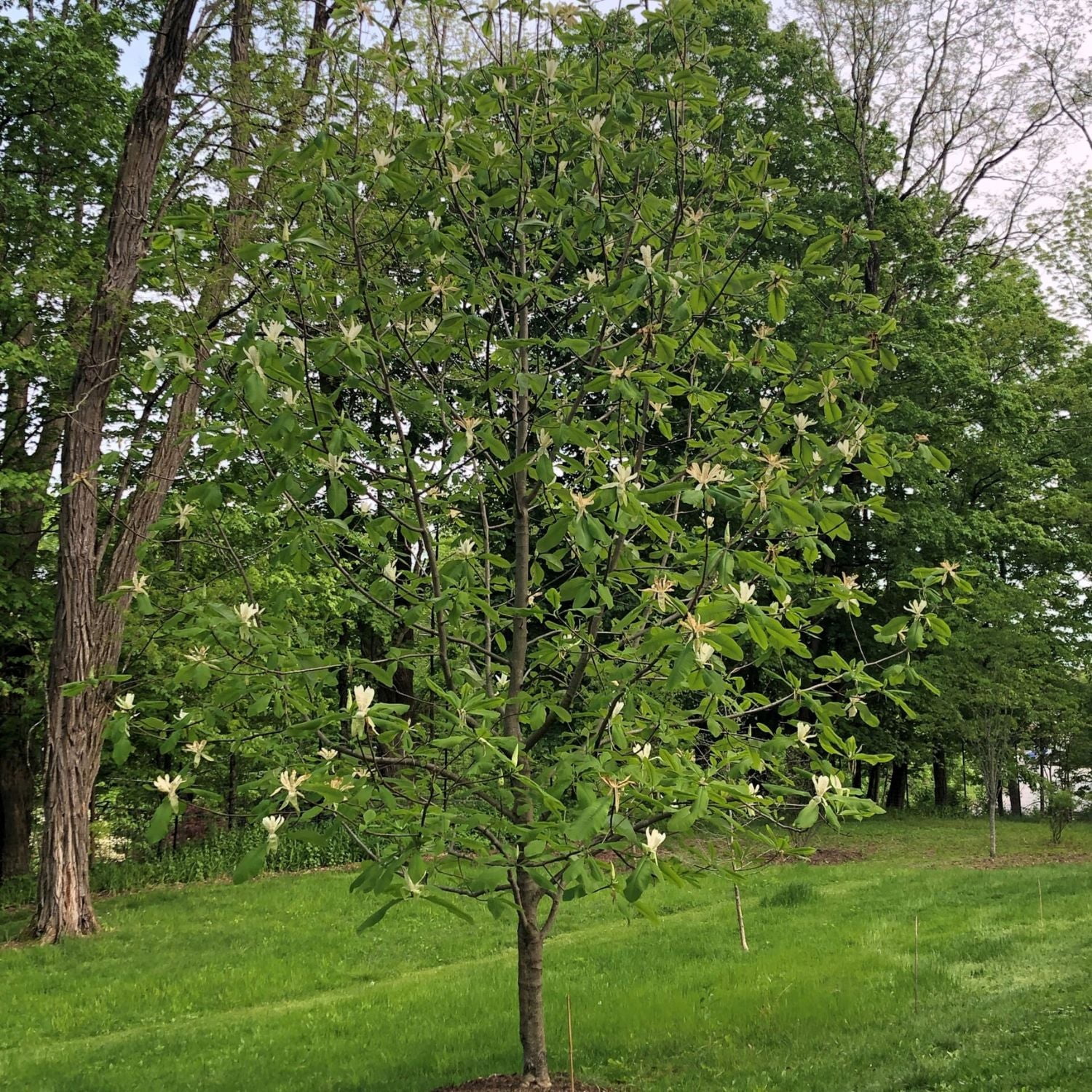 Expert Gardener 2-3' Magnolia Umbrella Live Tree in 1 gal. Grower Pot
