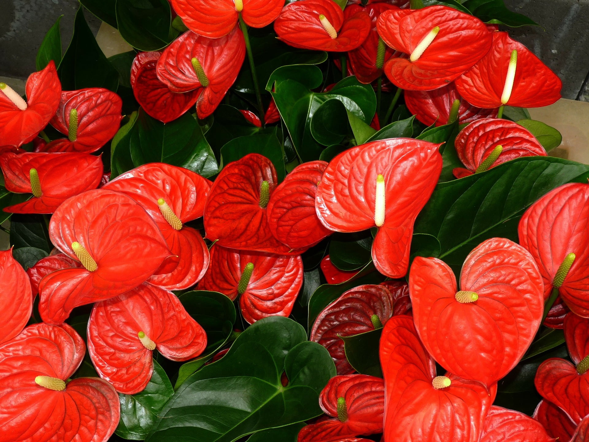 Hawaii Live Plants Hawaii-outer Isle Anthurium