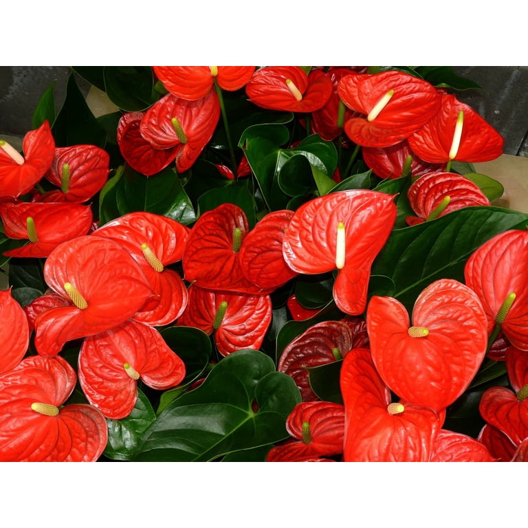 Hawaii Live Plants Hawaii-outer Isle Anthurium - Walmart.com