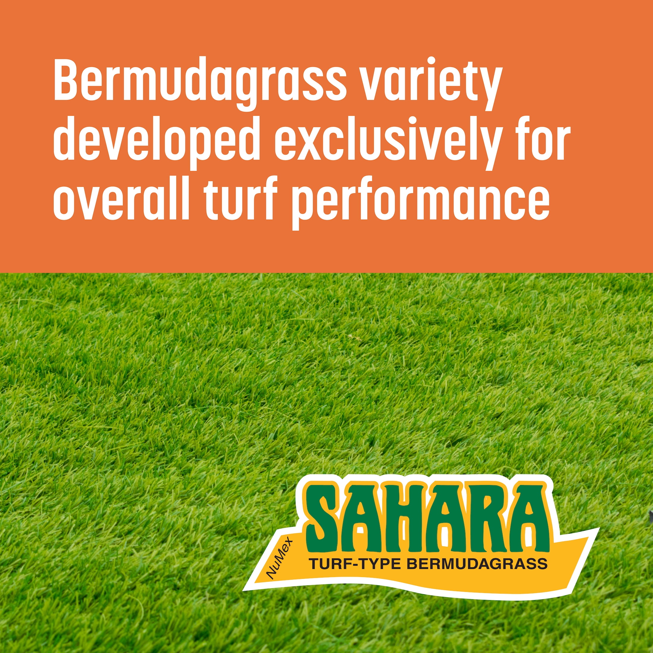Pennington Bermudagrass NuMex Sahara Penkoted Grass Seed Unhulled 50lb