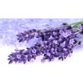 thumbnail image 2 of Jabon Liquido para Ducha THUJA Artesanal Lavanda 100g, 2 of 2