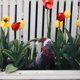 thumbnail image 2 of Pigeon Yards Art Sign Decorative Lifelike Pigeon Sculpture Dove Sign Photography Prop, 2 of 2