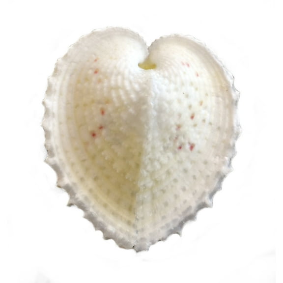 6 Beautiful Small White True Heart Cockle Shells (1" - 1 1/2") Beach Wedding Crafts