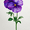 Ragdoll Cat, variant on Purple Pansy Botanical Canvas Print,Floral Wall Decor for Living Room Bedroom Dining Room Hallway Office Cafe