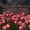 red, variant on 8 Pack Solar Eyeball Lights, Automatic Solar Powered Garden Stakes, Outdoor Halloween Decorations with Rolling Eyes & LED, Waterproof Spooky Pathway Lights for Yard, Patio, Lawn