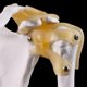 thumbnail image 3 of Esqueleto de anatomía humana de tamaño real anatómico funcional, articulación del hombro, modelo de músculo óseo para herramienta de estudio de enseñanza, 3 of 5