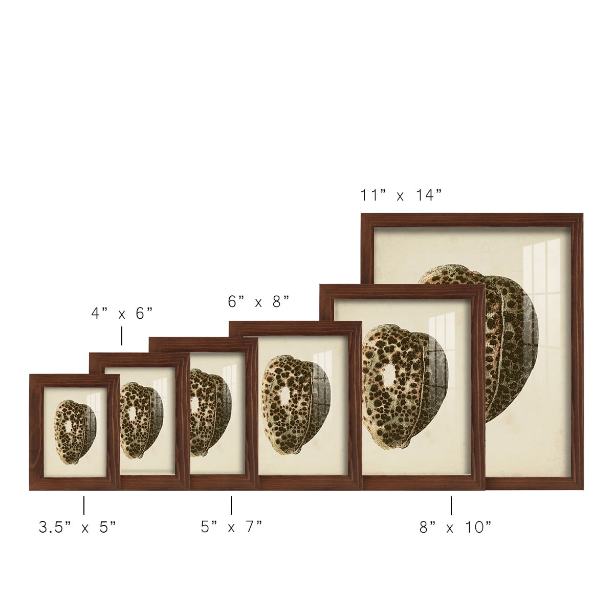 Sealife Collection III - Framed Print w/glass - Chestnut