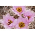 thumbnail image 2 of Paulson, Don 14x11 Black Ornate Wood Framed with Double Matting Museum Art Print Titled - Utah, Canyonlands NP Hedgehog cactus flowers, 2 of 4