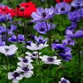 thumbnail image 6 of English Cottage Garden Collection-100 Bulbs Featuring 4 Varieties of Blue, Yellow, Red, White Flowers - Attracts Butterflies, Bees & Hummingbirds, 6 of 7