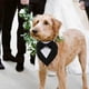 thumbnail image 5 of Apuakthei - 2 piezas de esmoquin para perro, bandana de boda para perro con pajarita, disfraz de cumpleaños ajustable, para mascotas pequeñas, medianas y grandes, 5 of 6