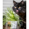 DesertUSA Cat Grass Refill MMF7 Kit, includes Seeds and Peat Soil