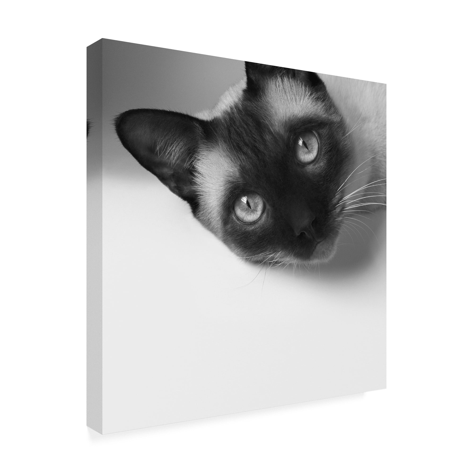 Trademark Fine Art 'Hey!' Canvas Art by Jon Bertell