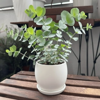 care for brazilian philodendron Philodendron Brazil in Self-Watering Pot – plantswalay