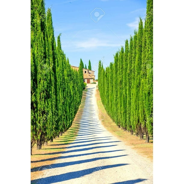 Italian Cypress Seeds for Planting 50 Seeds Exotic Evergreen Tree