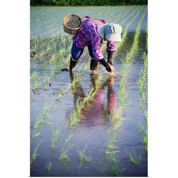 Great BIG Canvas | "Local Planting Rice By Hand; Japan" Art Print - 24x36