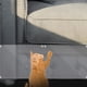 thumbnail image 3 of 15 Uds. Fundas de sofá para gatos rascadores transparentes, Protector de muebles para rascar gatos, Fundas protectoras transparentes para sofá con clavos, 3 of 4