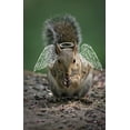 thumbnail image 3 of Backyard Seeds Peanuts in-Shell for Squirrels, Deer and Blue Jays, 3 of 5