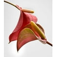 thumbnail image 2 of Seidman, Barry 15x17 White Modern Wood Framed Museum Art Print Titled - Anthurium 2, 2 of 4