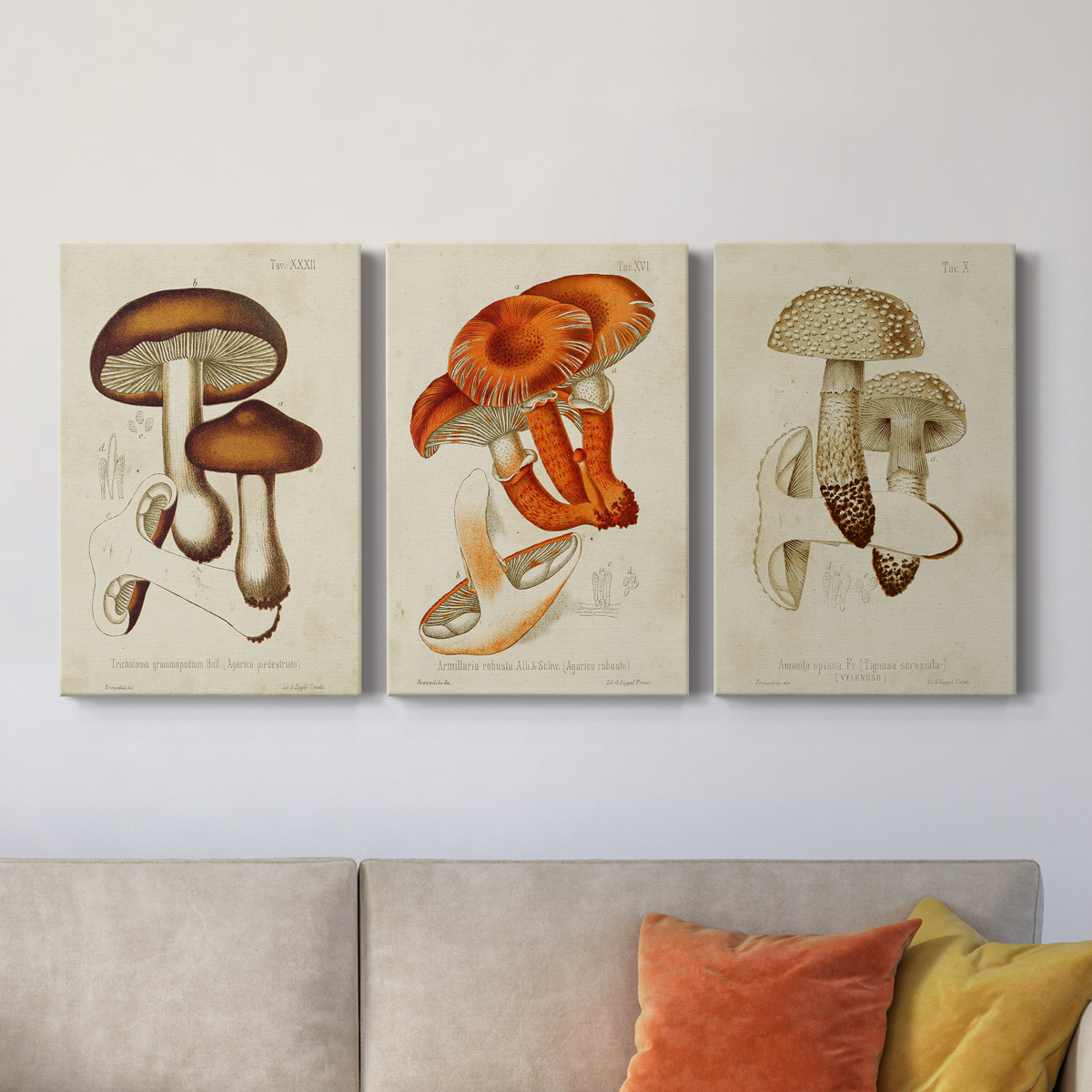 Mushroom Varieties VI Premium Gallery Wrapped Canvas - Ready to Hang - 40 x 60 Each